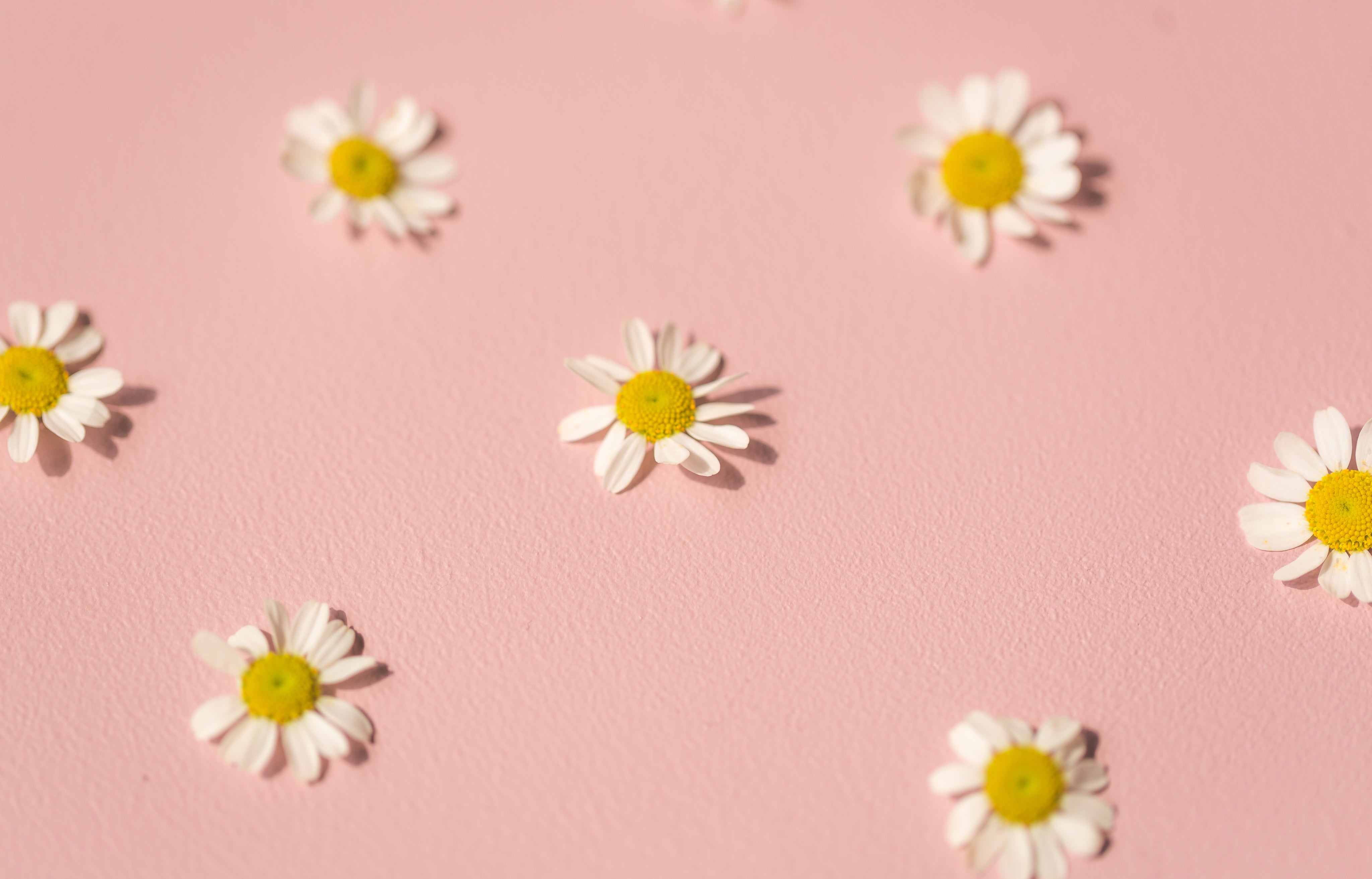 daisies-on-pink.jpg